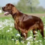 Andy von den Wiesenstrolchen der Vater unseres Z²-Wurfes