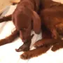 Erster Welpe eine Prinzessin mit 410 Gramm