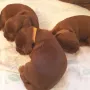 heute sind wir 3 Musketiere 1 Woche alt