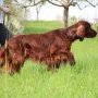 Der Vater unseres A³-Wurfes
