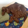 Wir werden 1 Woche alt und fühlen uns sauwohl