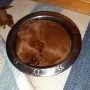 EIne Schüssel voller Hund, 17 Tage