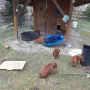 Eine tolle Beschäftigung so eine Schaukel