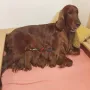 6 Rüden und 3 Hündinnen samt Mama Una sind wohlauf
