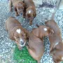 4 Wochen und 4 Tage alt