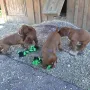 4 Wochen und 4 Tage alt