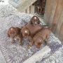 5 Wochen