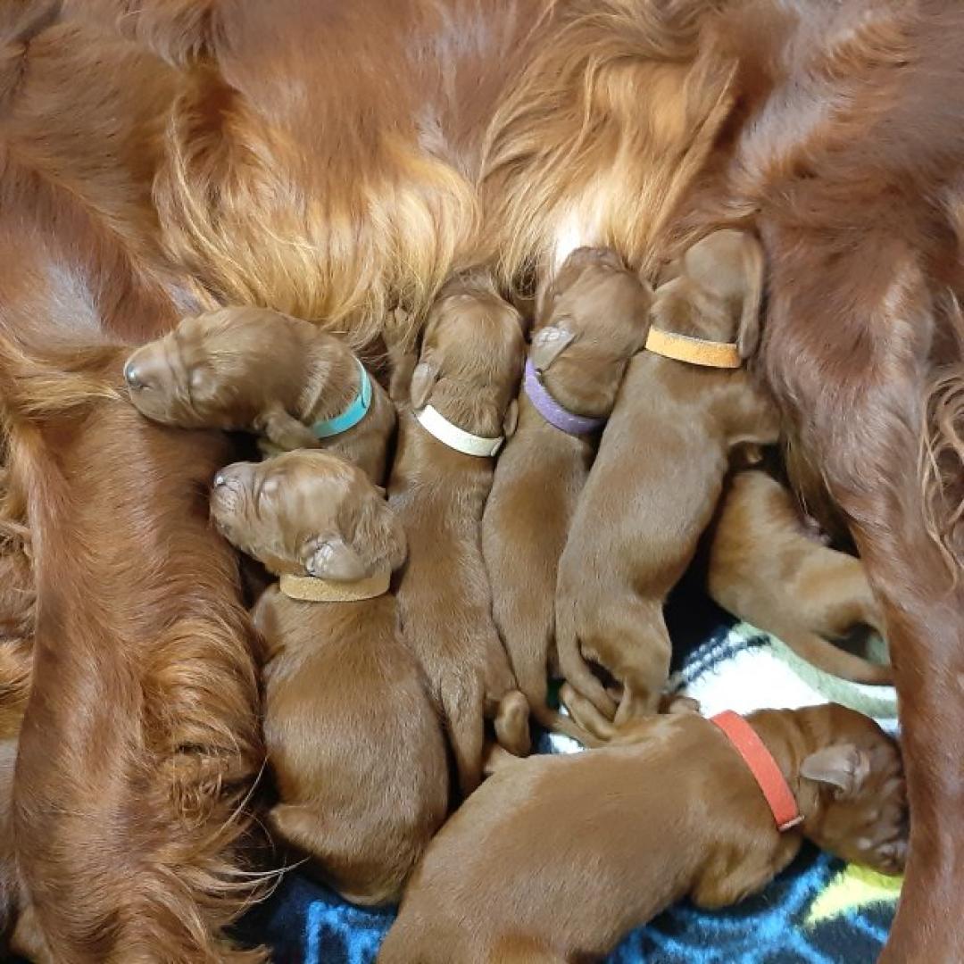 Mamas Milch ist die Beste