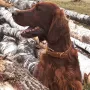 Salute Jay vom Gebirgsjägerhof die Mama unseres C³-Wurfes