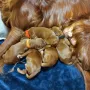 Und alle Welpen haben die erste Nacht zugenommen!