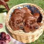 Ein Hundehaufen