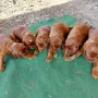 Unser Sixpack in Reih und Glied, 4 Wochen
