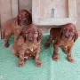 Hurra, wir sind 5 Wochen alt