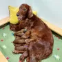 Remember Winny und ihre letzten Kinder; 11 an der Zahl