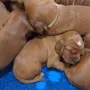 3 Wochen