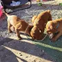 5 Wochen und ganz schön pfiffig