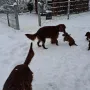 Mit 7 Wochen viel paß im Schnee