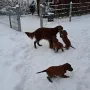 Mit 7 Wochen viel paß im Schnee