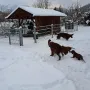 Mit 7 Wochen viel paß im Schnee