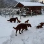 Mit 7 Wochen viel paß im Schnee