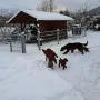 Mit 7 Wochen viel paß im Schnee