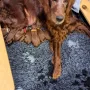Gleich nach der Geburt (16 Welpen)