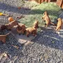 5 Wochen und jede Menge Spaß im Schloss