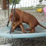 5 Wochen 