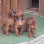 5 Wochen
