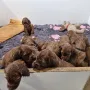 Morgen werden wir 4 Wochen und sind gerade eingesperrt, da unser Auslauf sauber gemacht wird.