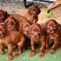 5 Wochen bei der Welpenshow