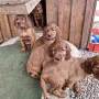 7 Wochen, die letzte Woche in Aurach und bei Herta genießen wir.