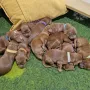 Ein "Hundehaufen", alle 11 pumperlgesund