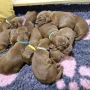 1,5 Wochen jung, wir sind bei der 1. Wurmkur