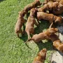 5 Wochen jung und viel Spaß im Schloss