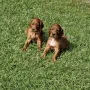 Bald sind wir 6 Wochen jung