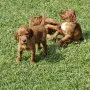 Bald sind wir 6 Wochen jung