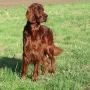 Monty