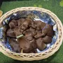 Ein Hundehaufen