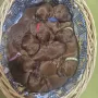 Ein Haufen Hund 6 Tage alt