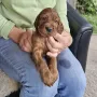 Ein fescher Welpe