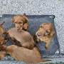 Wir sind 8 Wochen Jung , der Umzug ist im Gange und wir freuen uns auf unsere neuen Familien, die uns die nächsten Tage abholen.