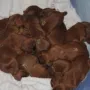 ein Häufchen Hunde, nun 6 Tage alt